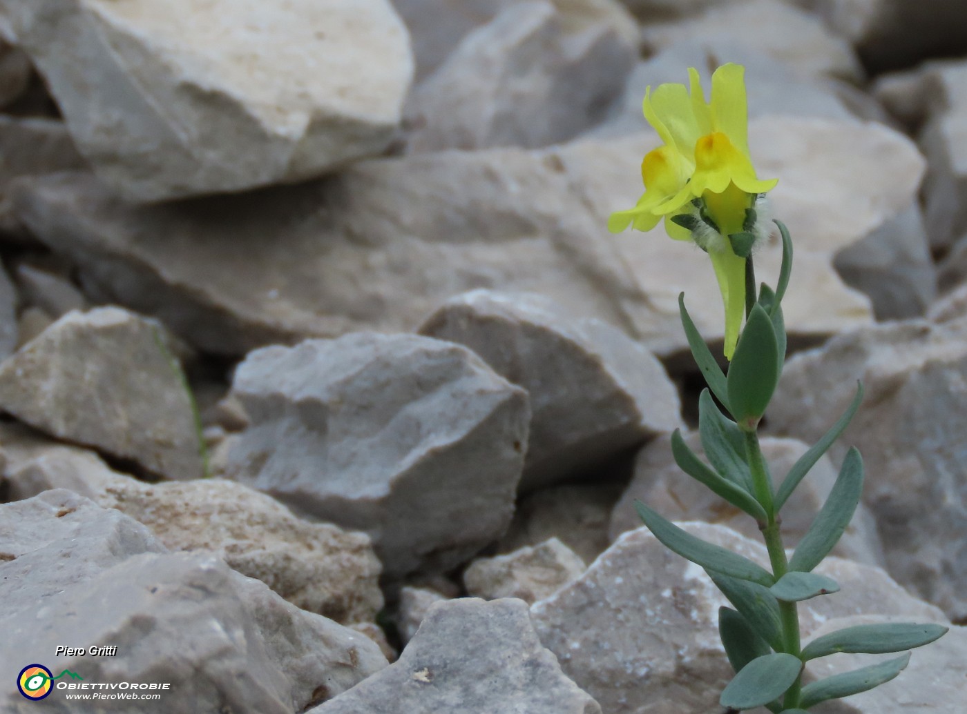 57 Grande zoom per piccola distante Linaria tonzigii (ILinaria bergamasca).JPG